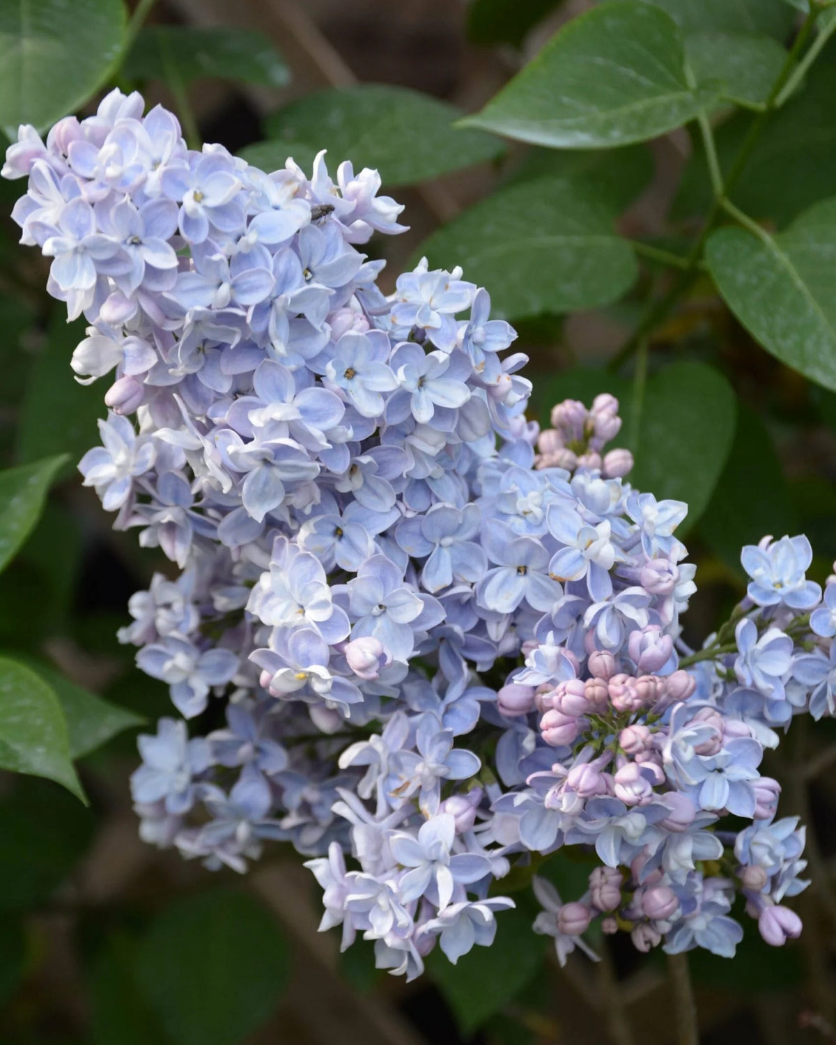 President Grevy Lilac