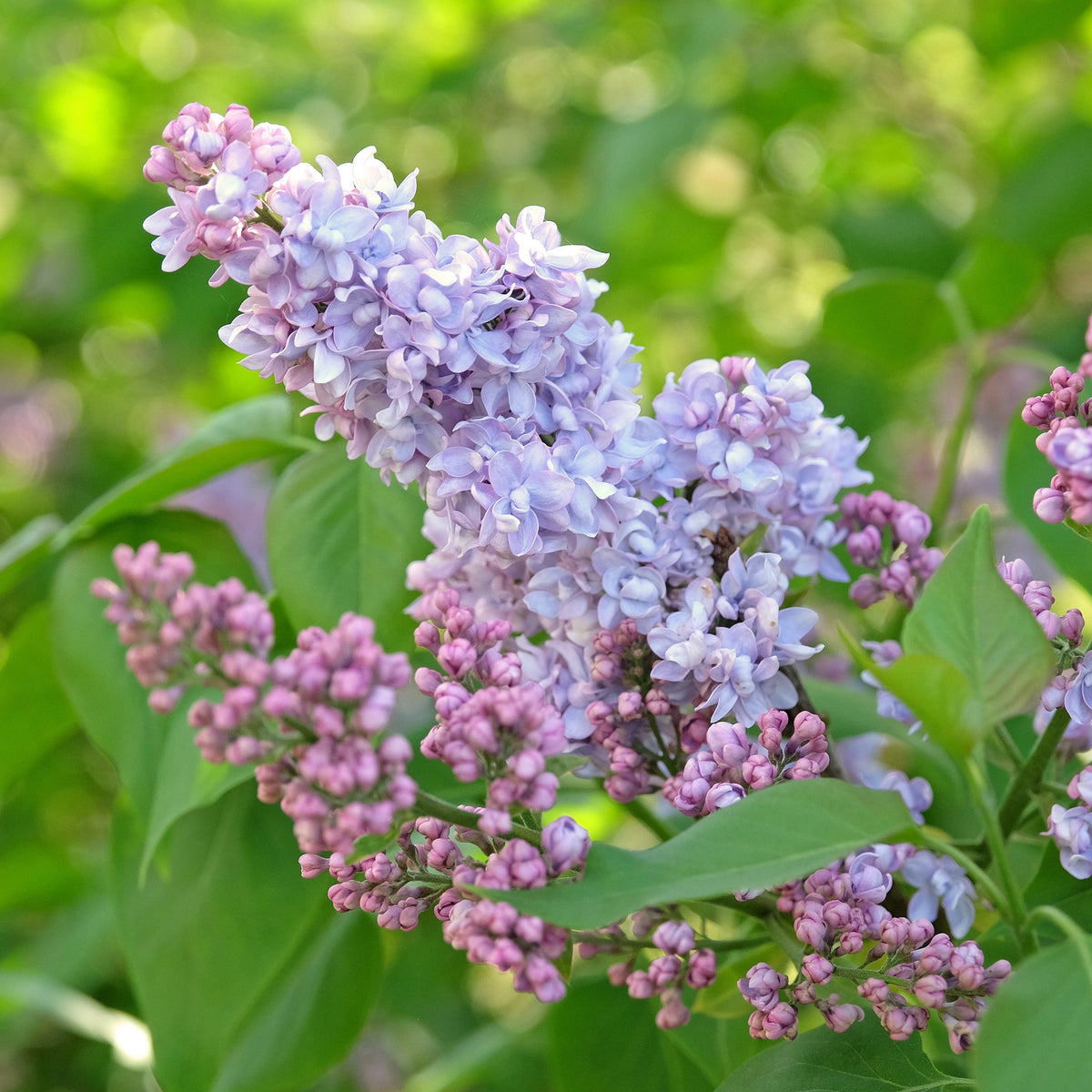 President Grevy Lilac