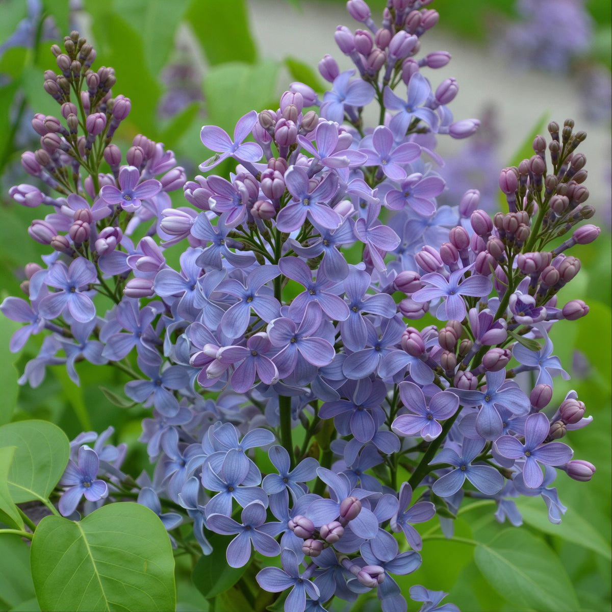 Wonderblue Lilac