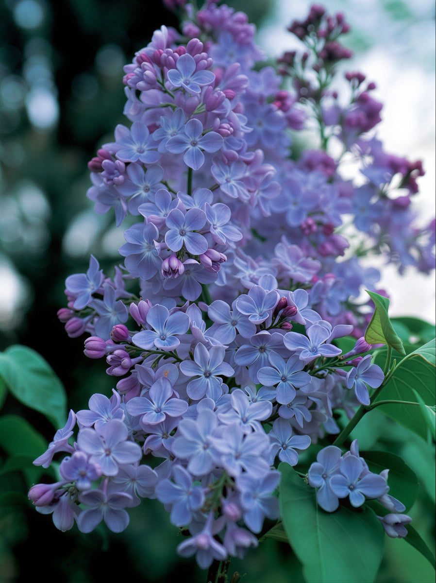 Wonderblue Lilac