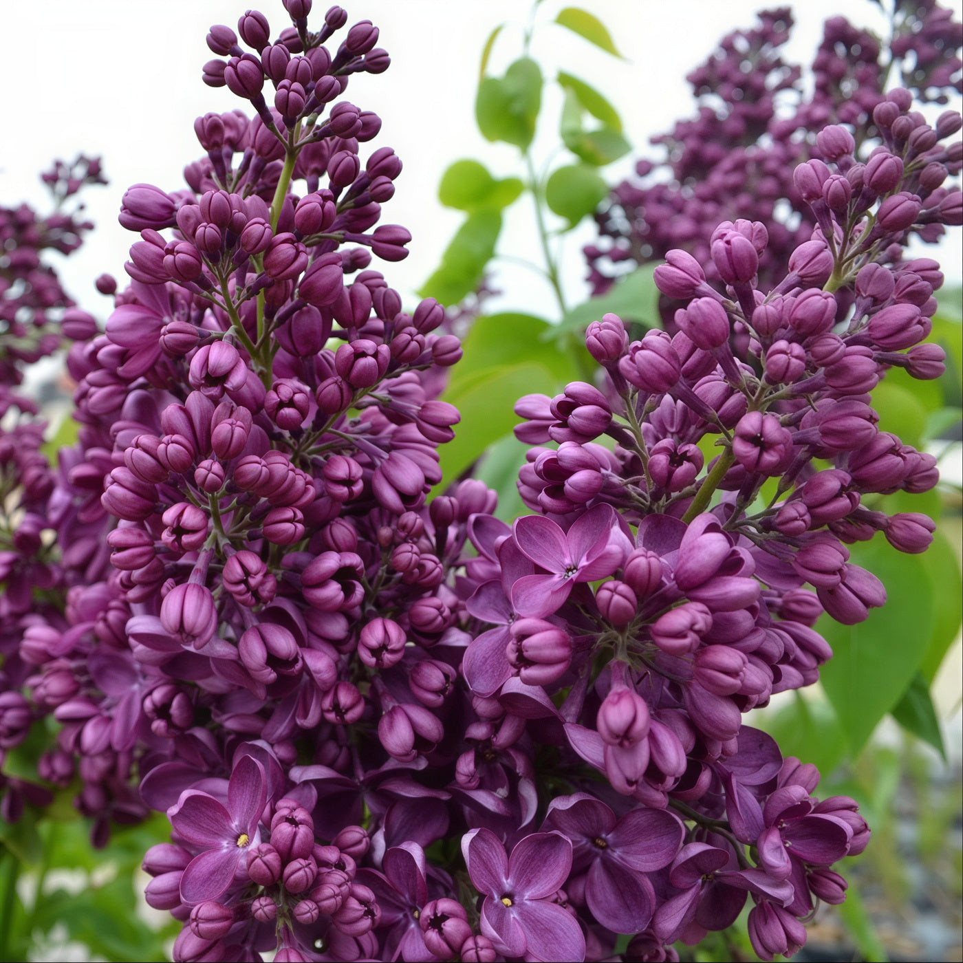 lilac vs lavender plant New Age™ Lavender Lilac