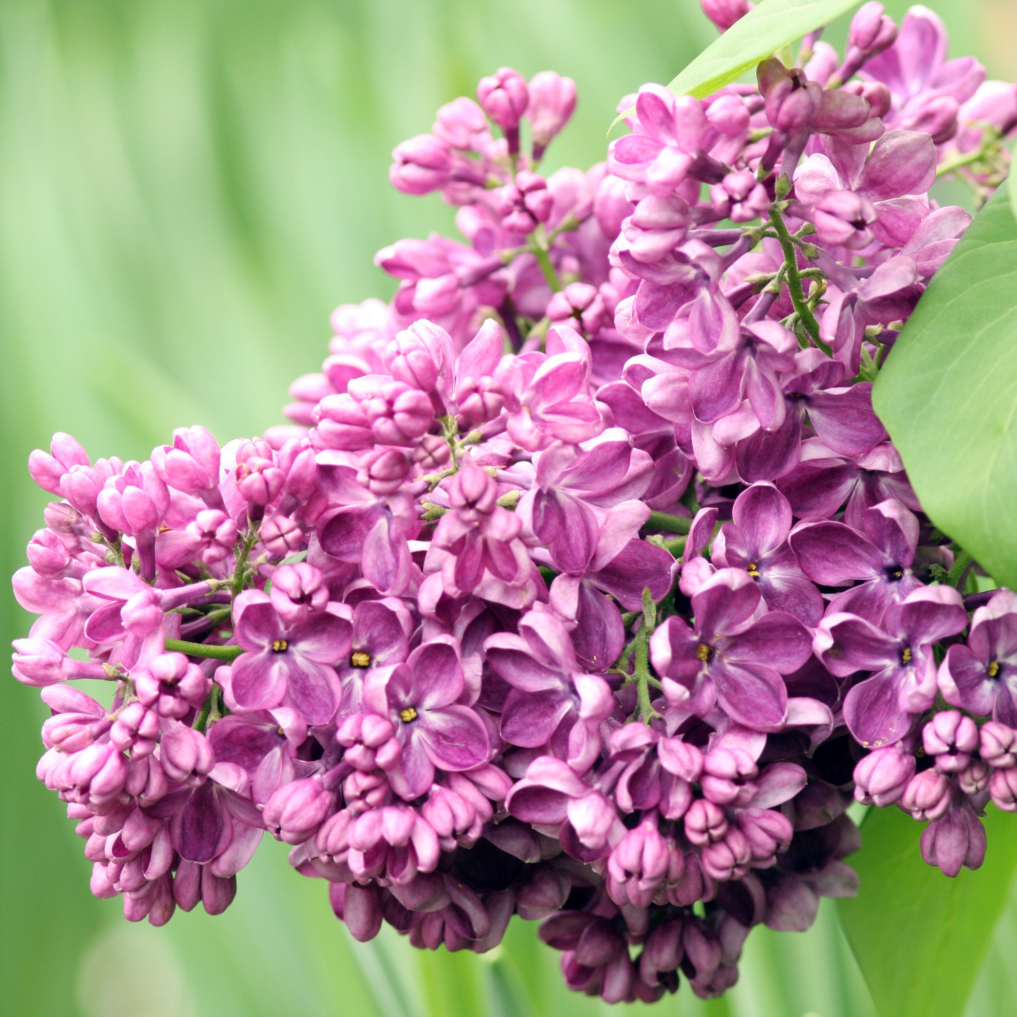 Yankee Doodle Lilac