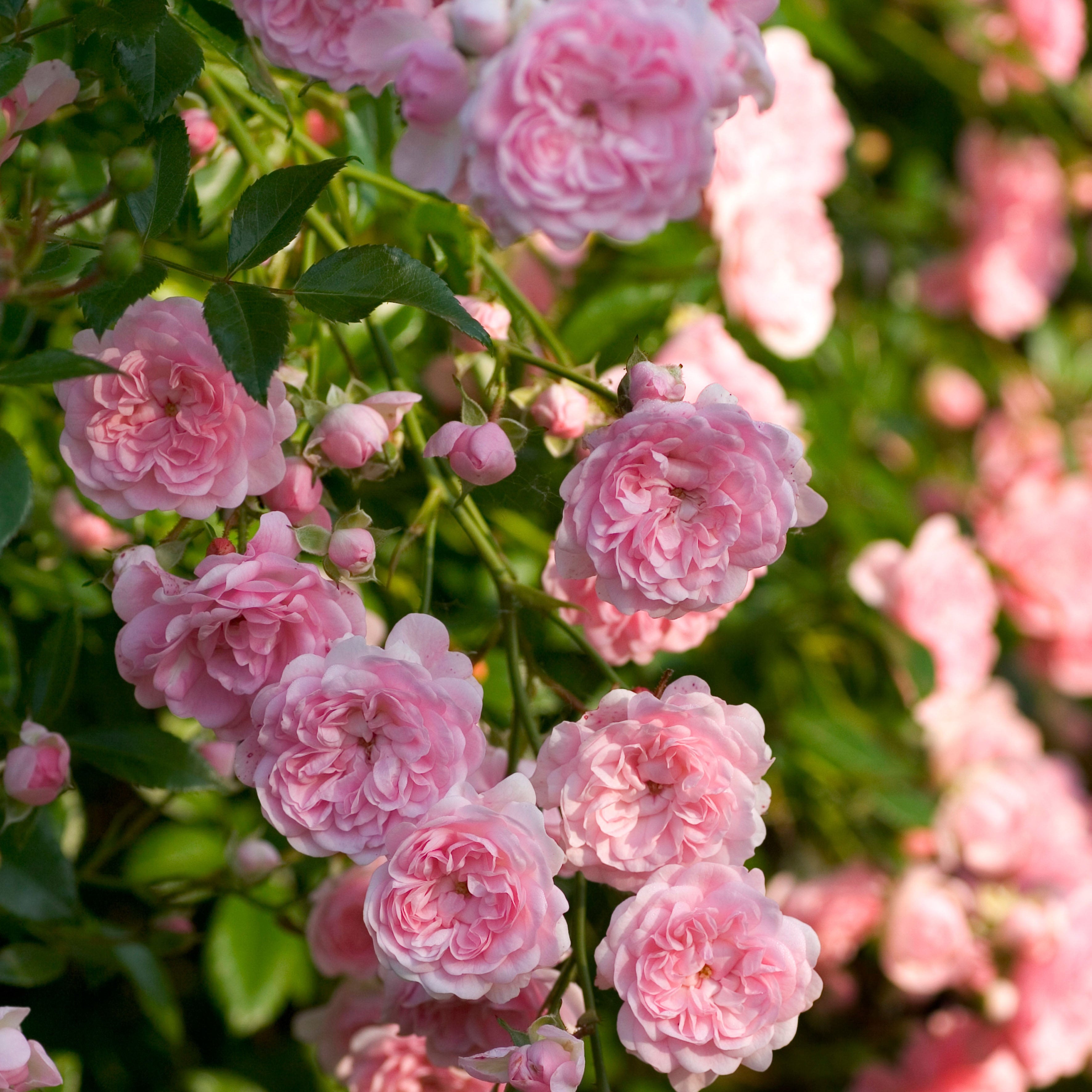 The Fairy Rose