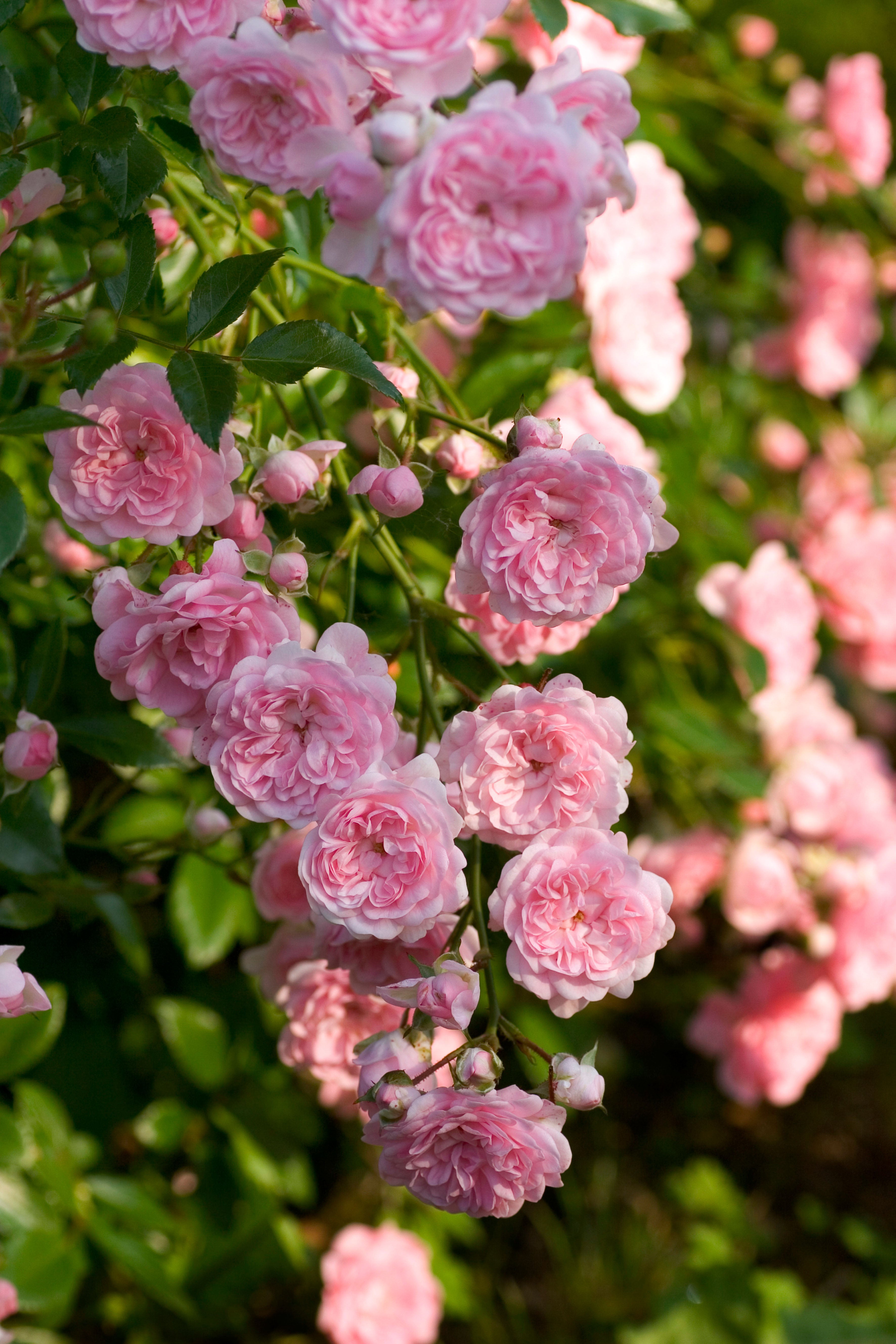 The Fairy Rose