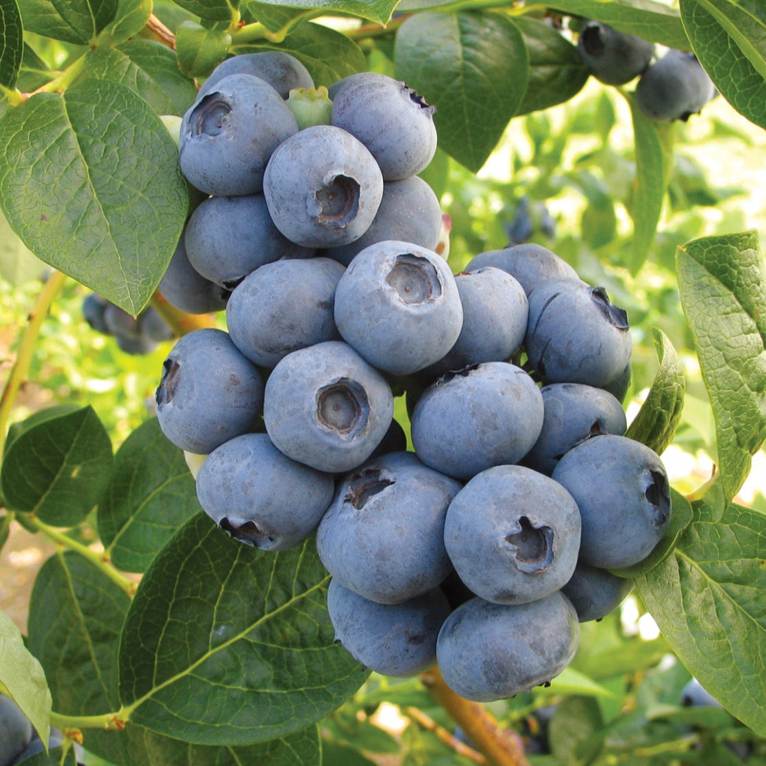 Blueberry 'Toro'
