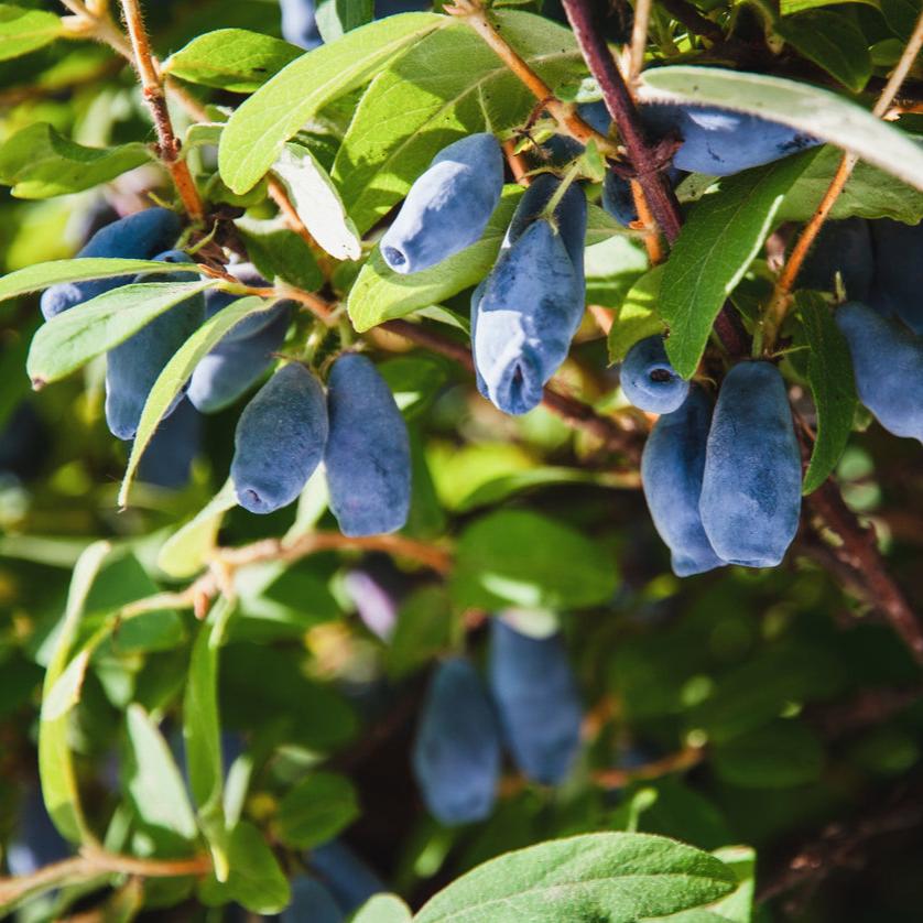 Tundra Honeyberry (Haskap)