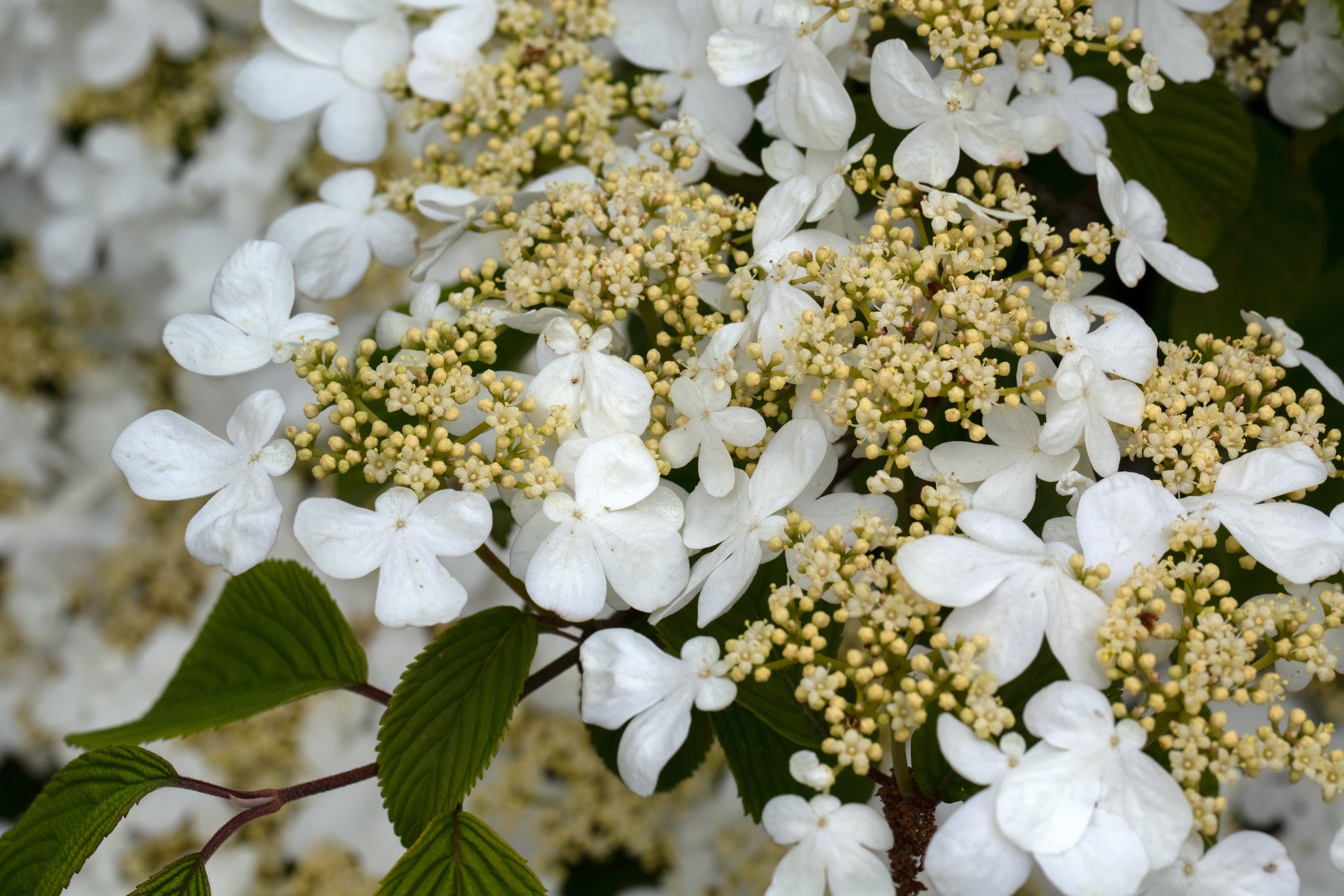 Doublefile Viburnum