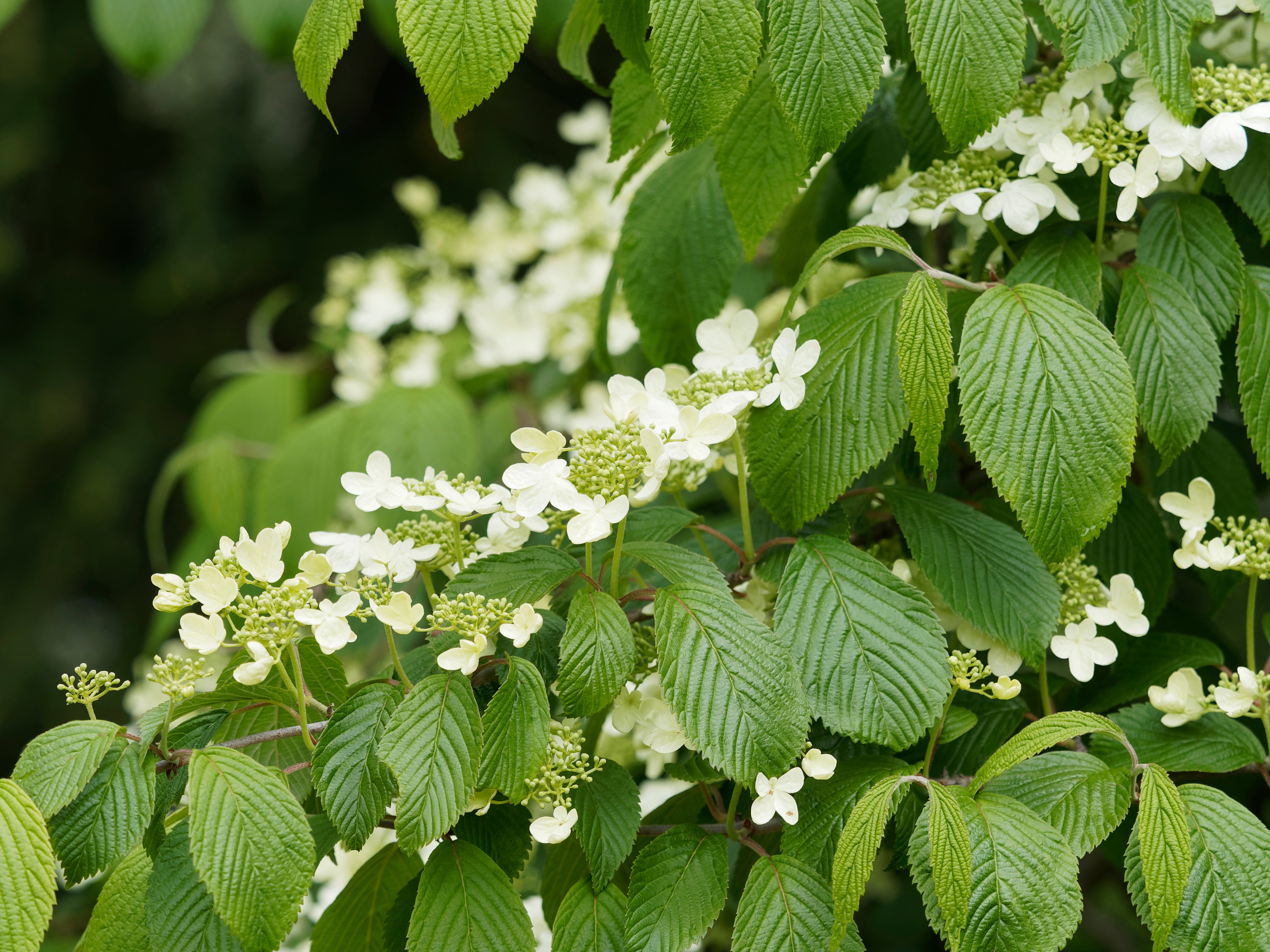 Doublefile Viburnum