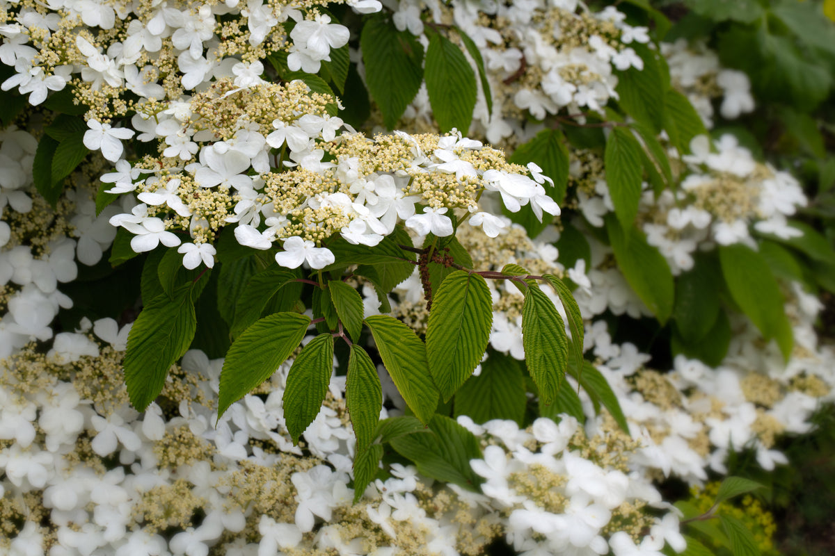 Doublefile Viburnum