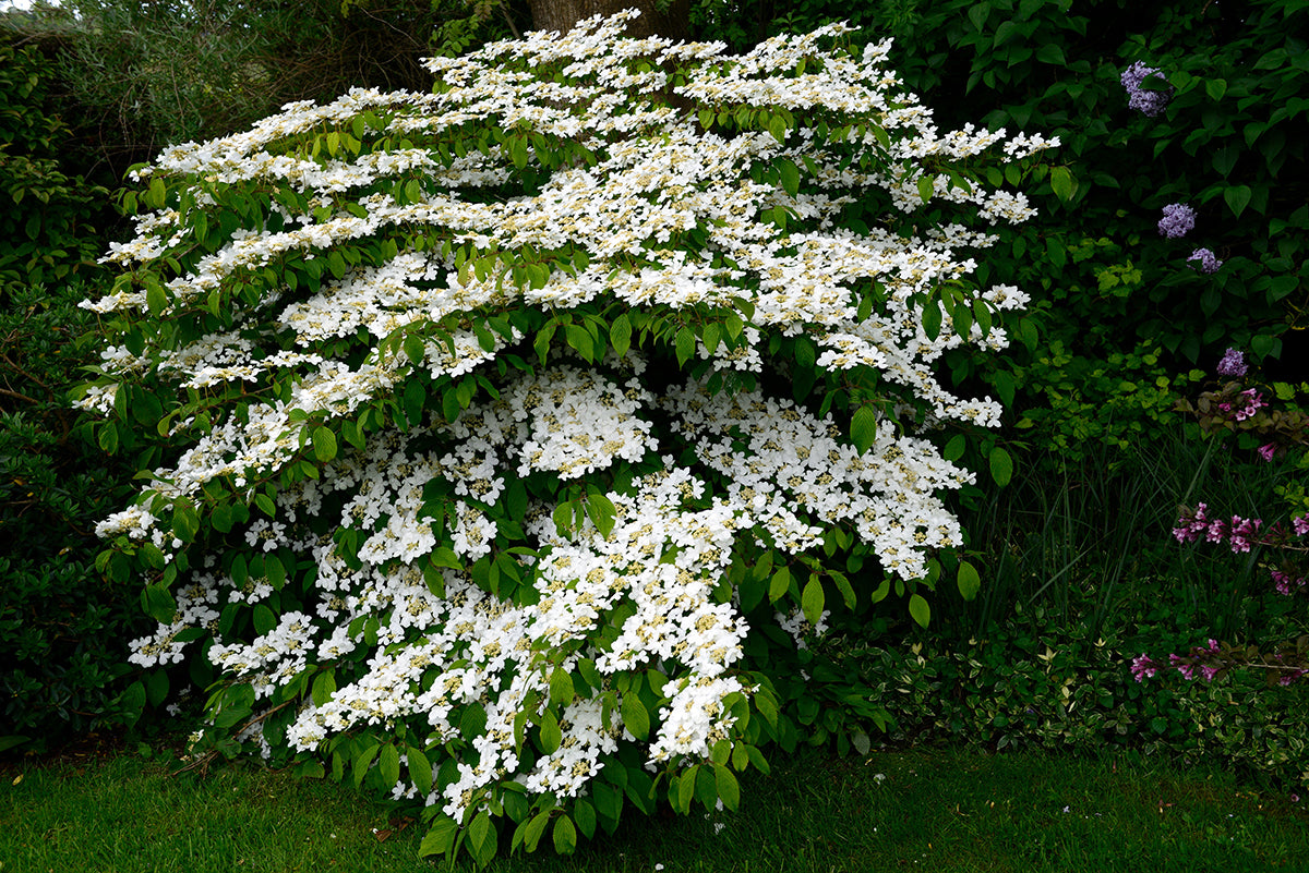 Doublefile Viburnum