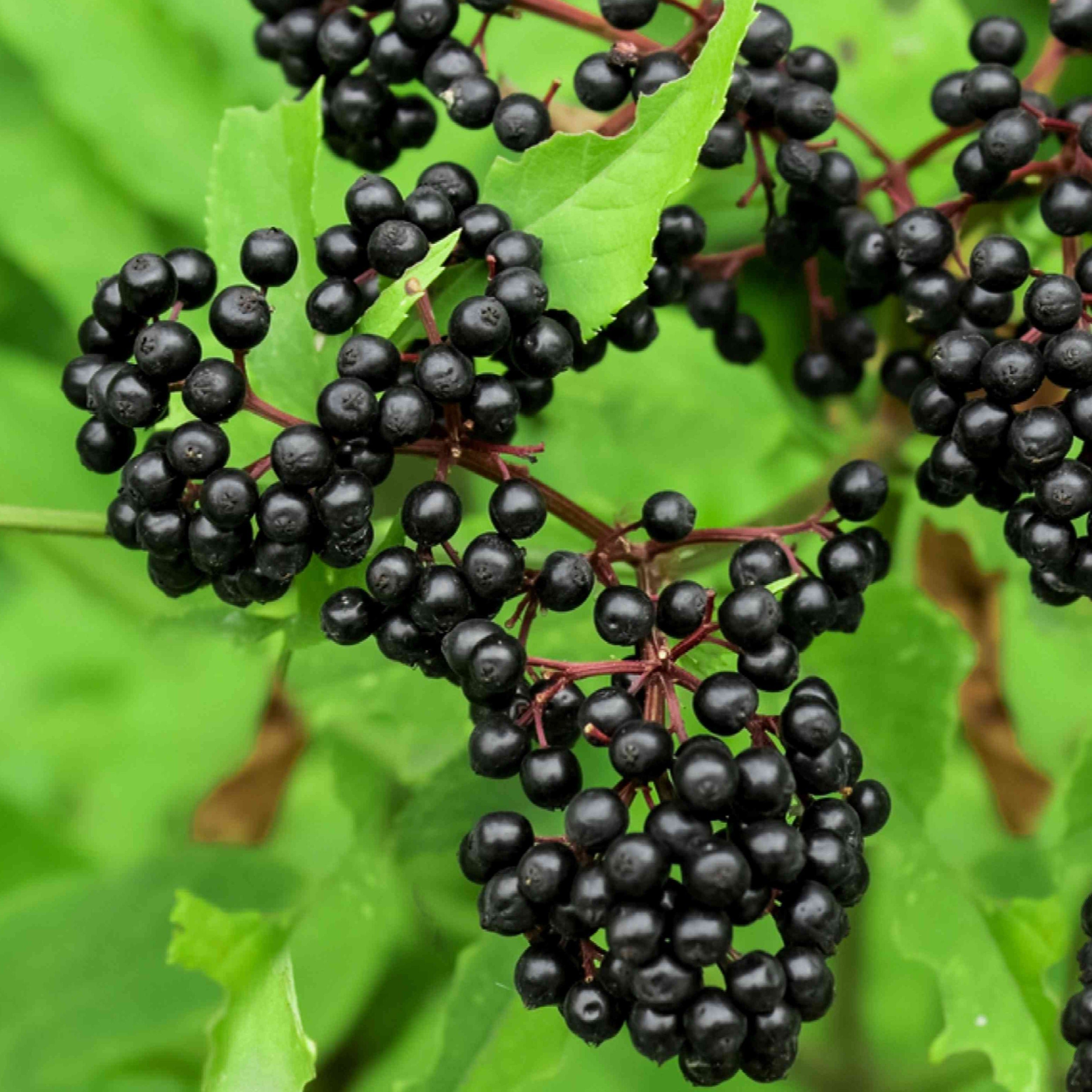 Adams Elderberry (Bare Root)