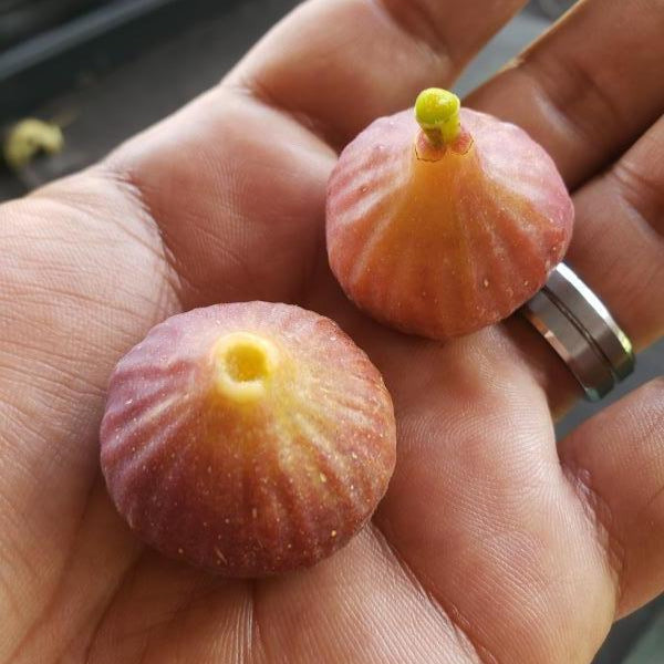Little Ruby Fig