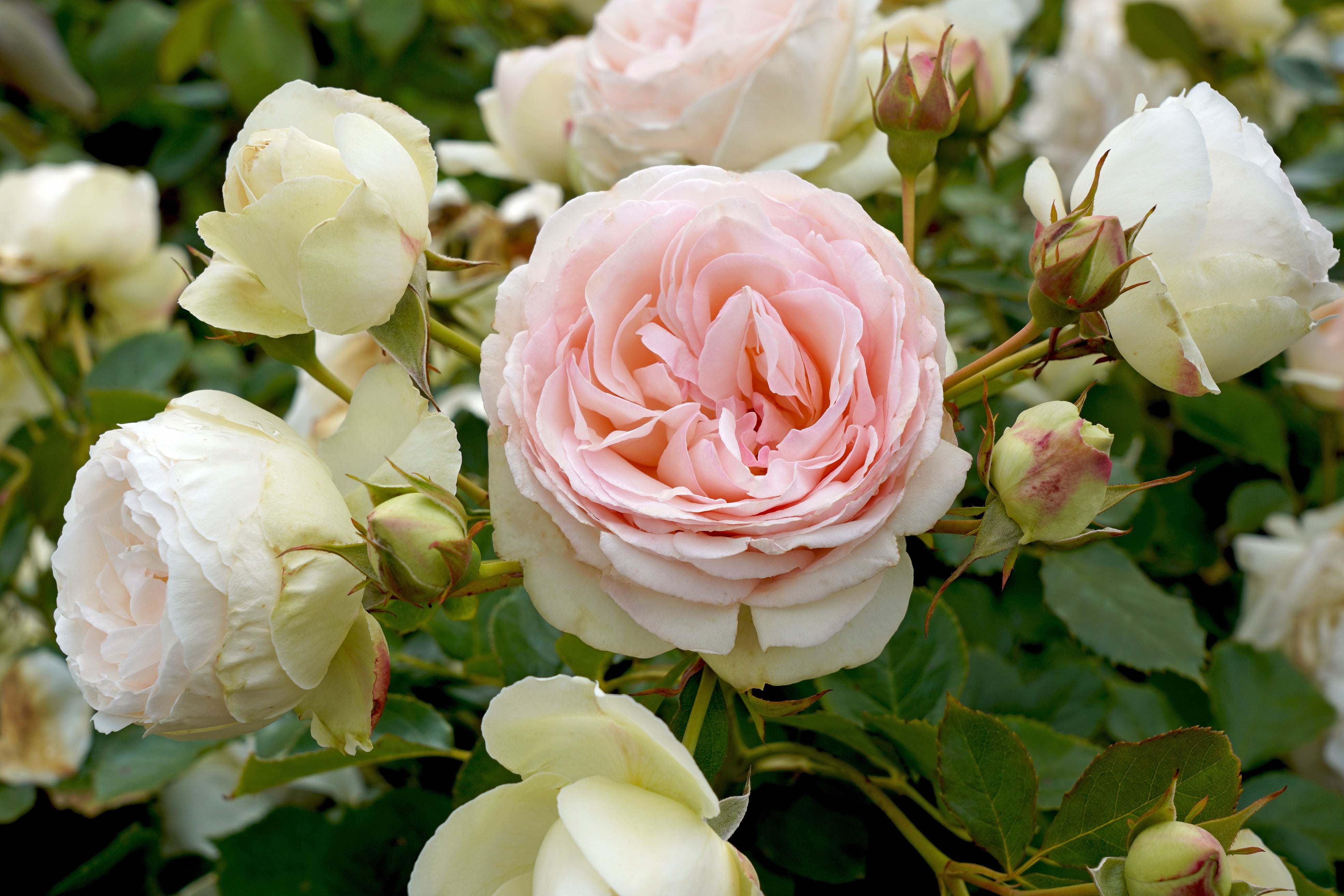 White Eden® Climbing Rose