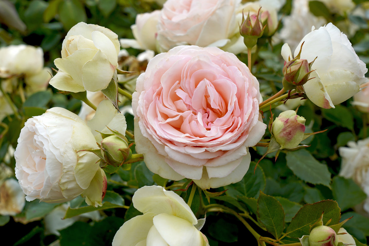 White Eden® Climbing Rose