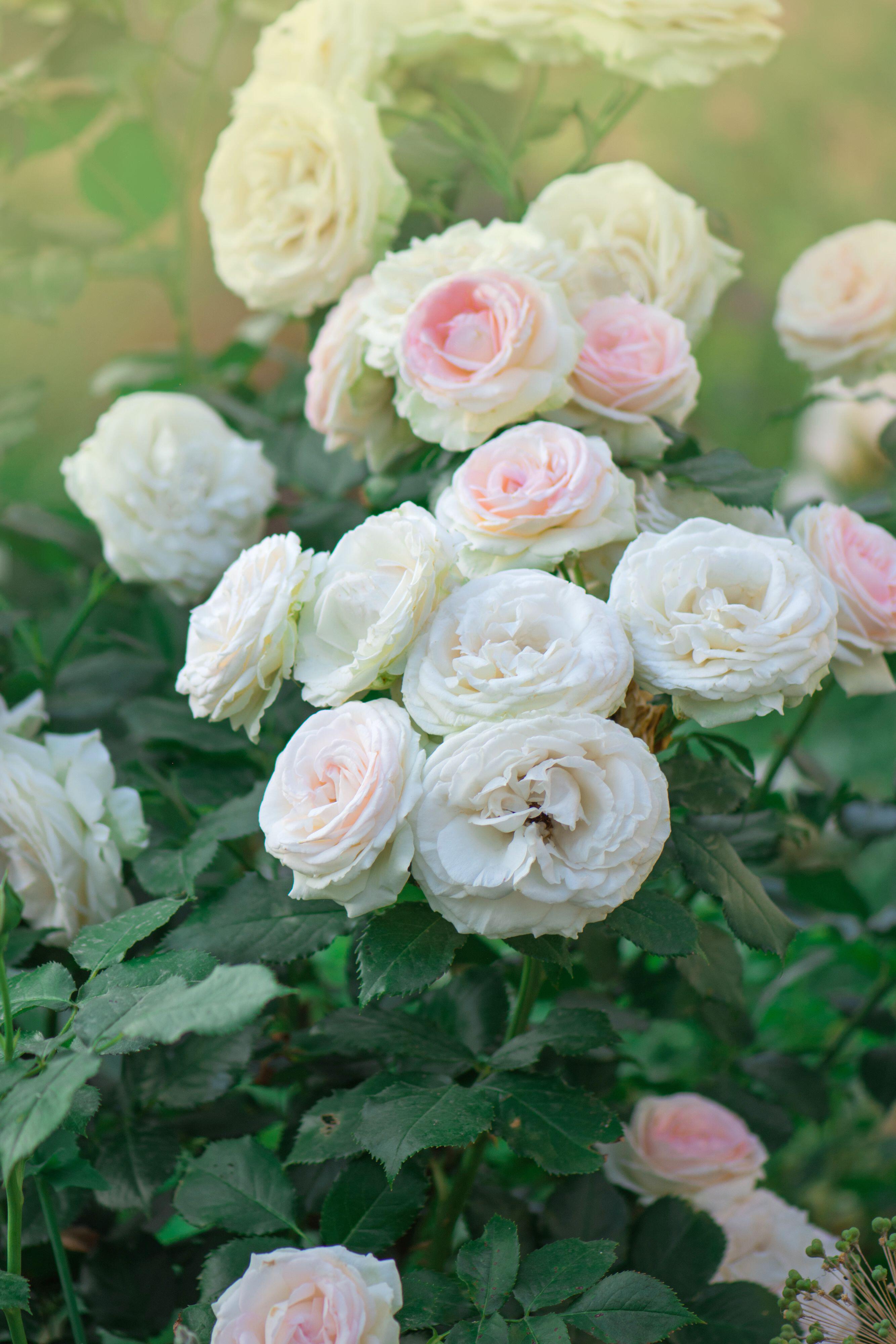White Eden® Climbing Rose