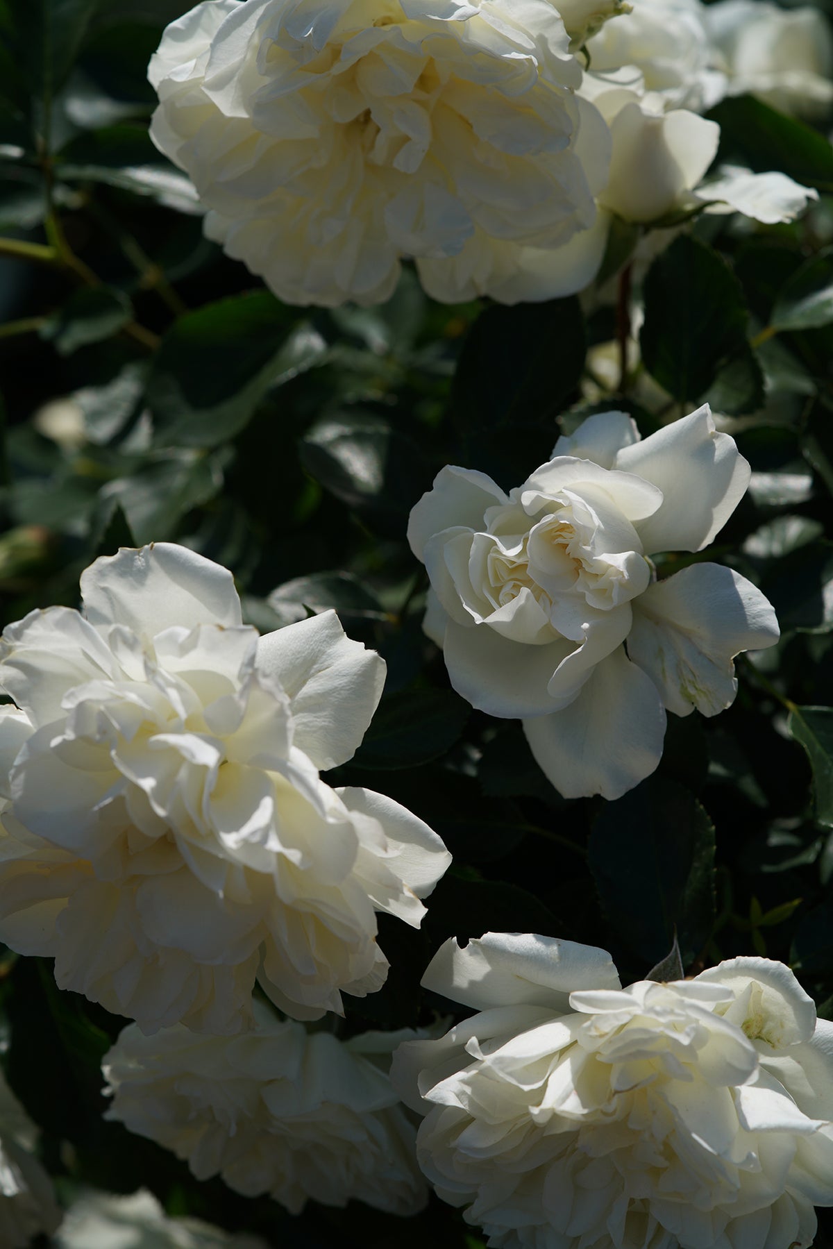 White Meidiland® Rose