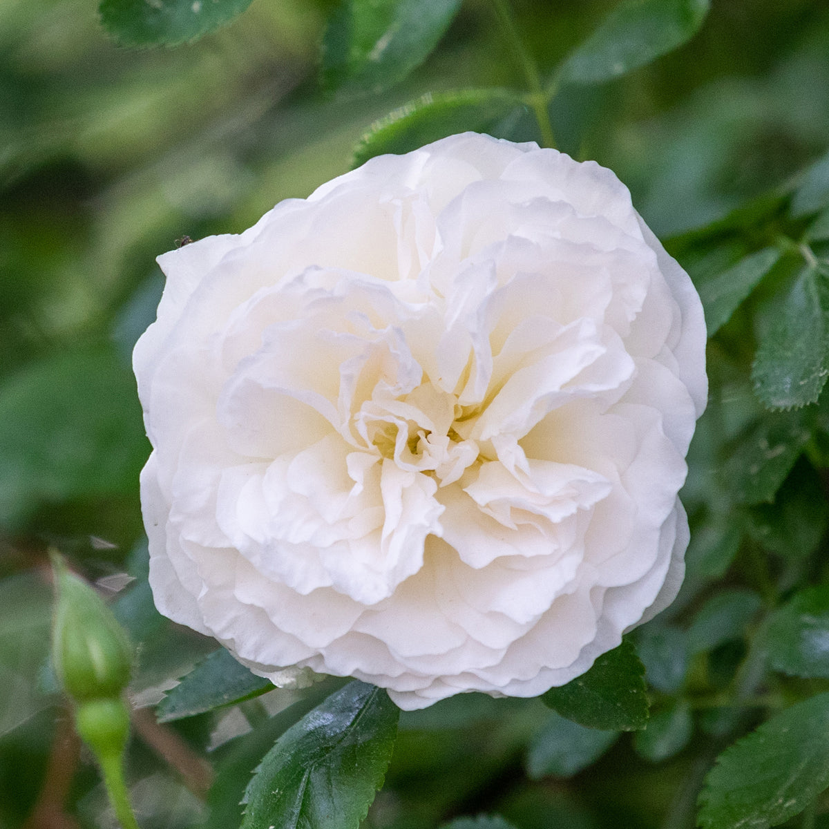 White Meidiland® Rose