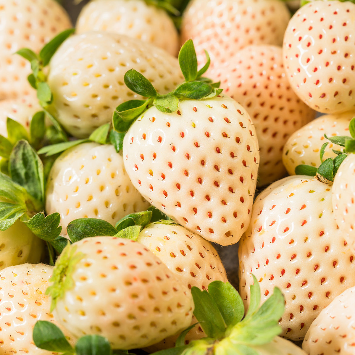 White Pineberry Strawberry