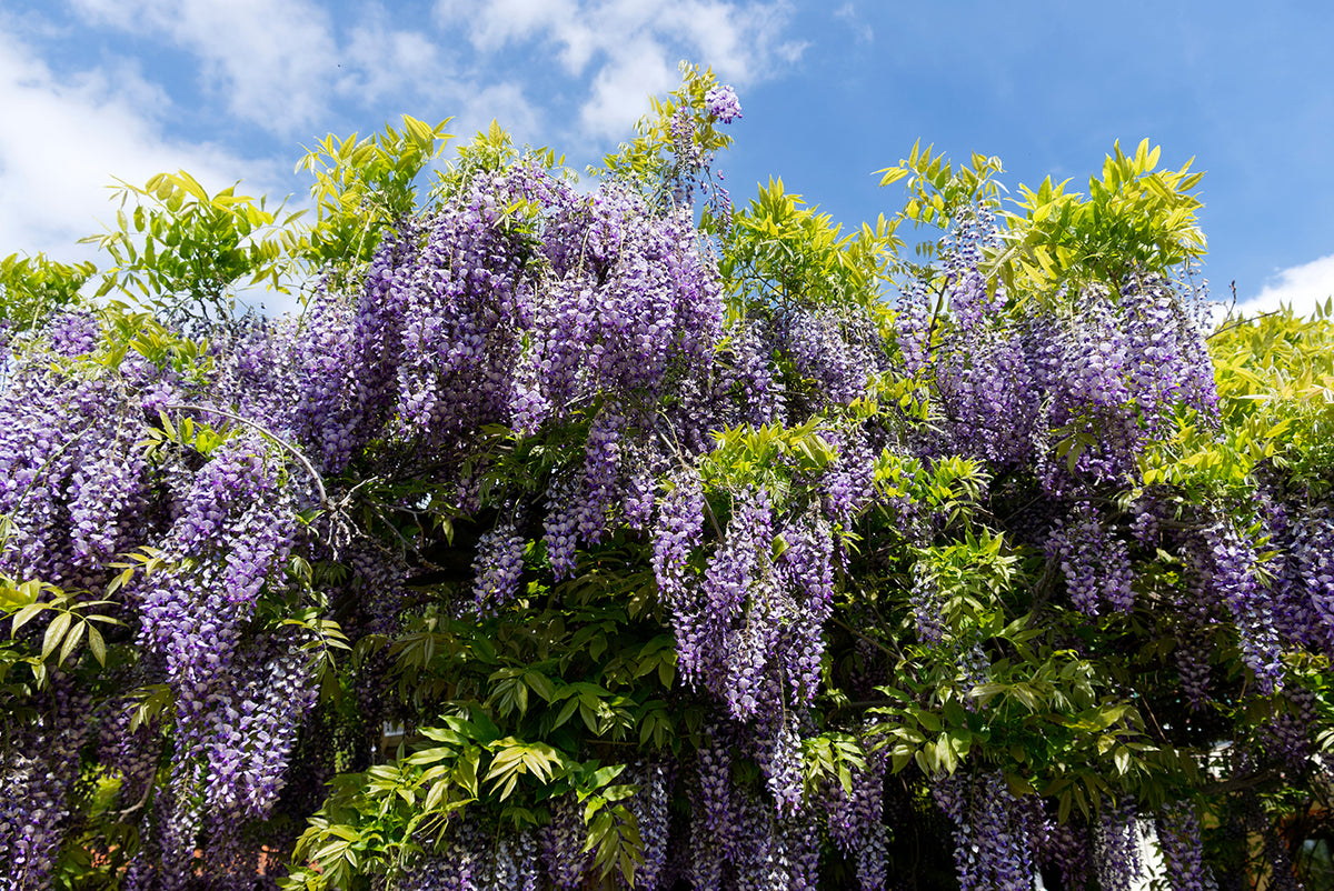 Wisteria &#39;Blue Moon&#39;