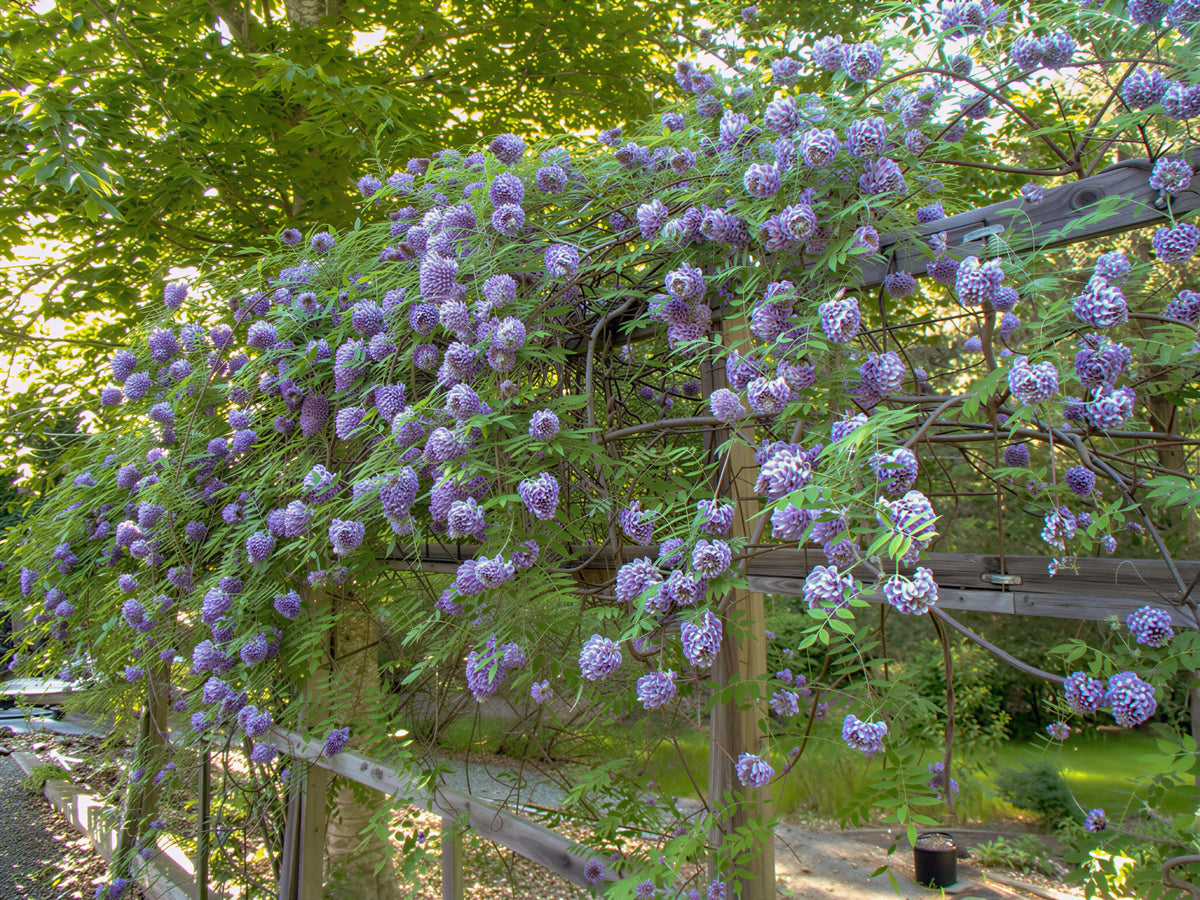Wisteria ‘Amethyst Falls’
