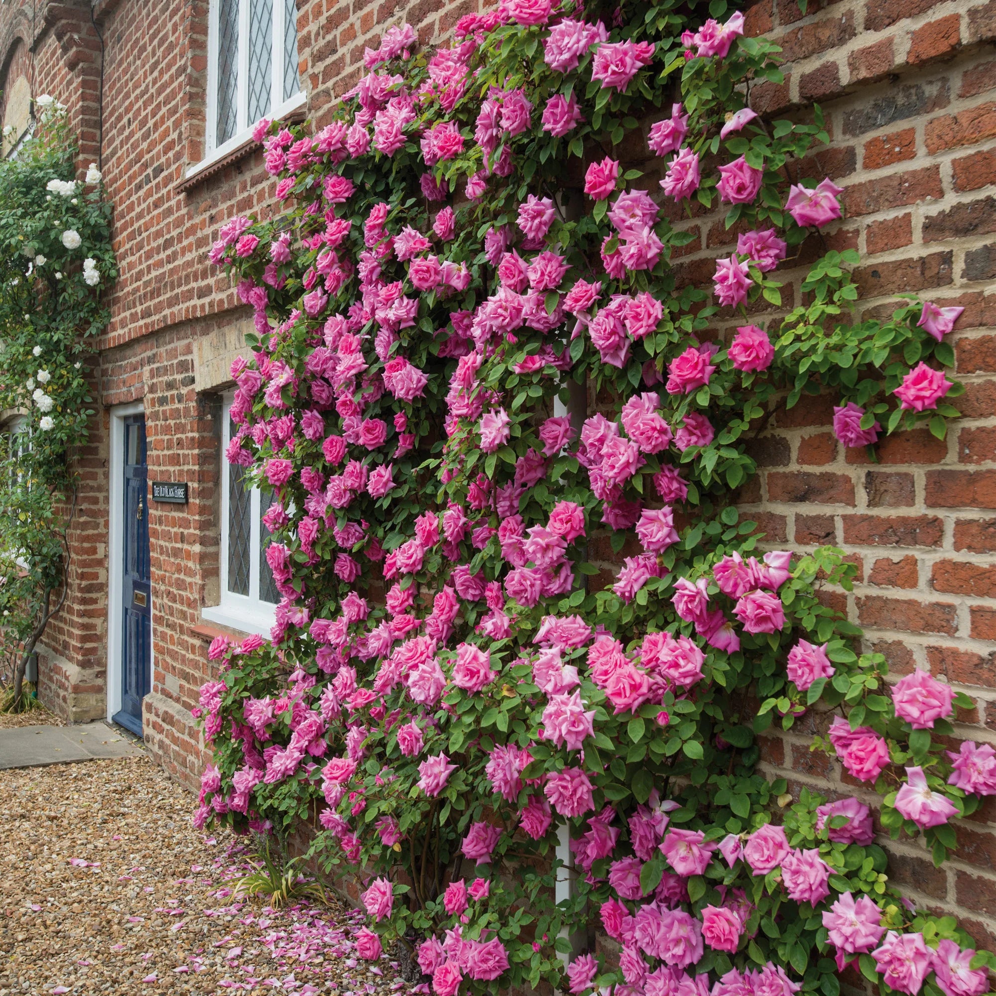 Zéphirine Drouhin Climbing Rose