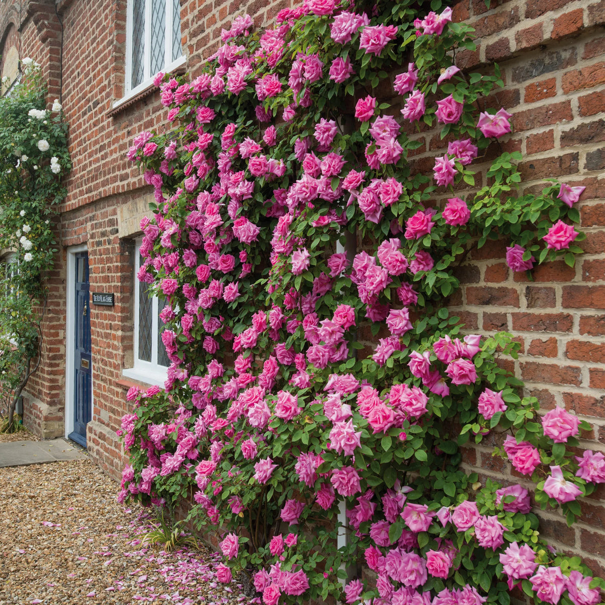 Zéphirine Drouhin Climbing Rose