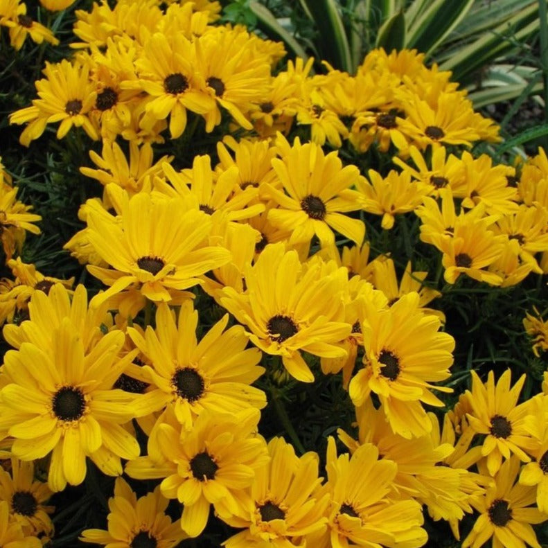Willow Leaved Sunflower