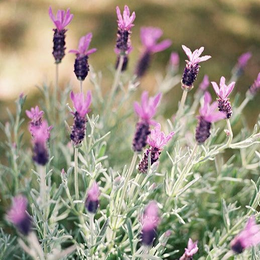 Spanish Lavender &#39;Silver Anouk&#39;