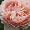 Princess Charlene de Monaco® Rose