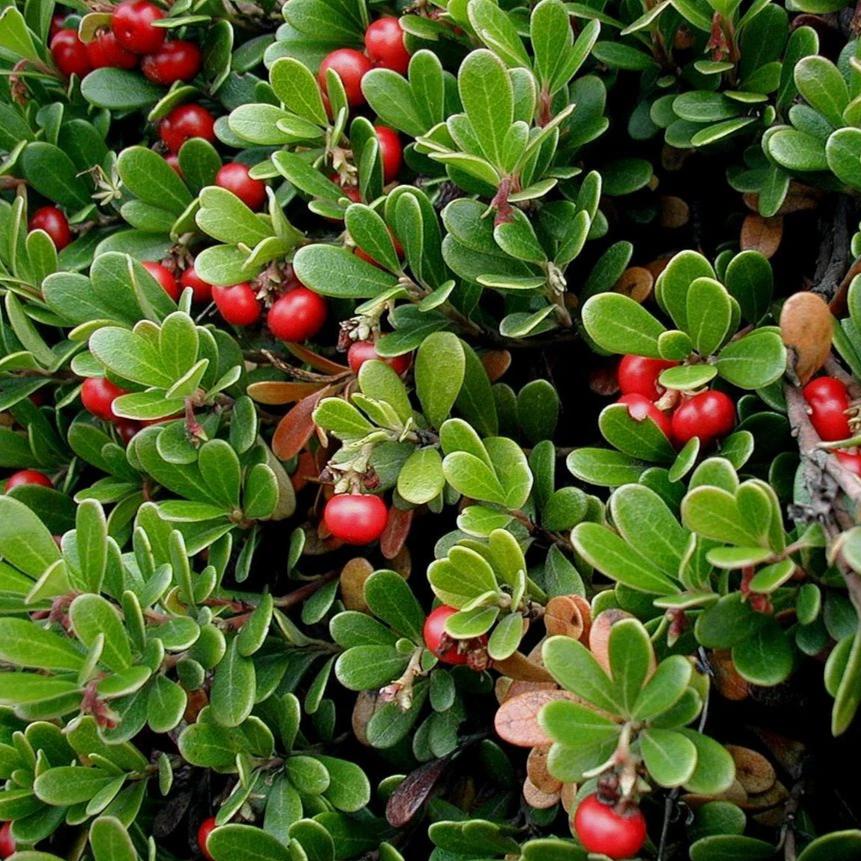 Kinnikinnick &lsquo;Emerald Carpet&rsquo; for Sale Online - The Greenhouse