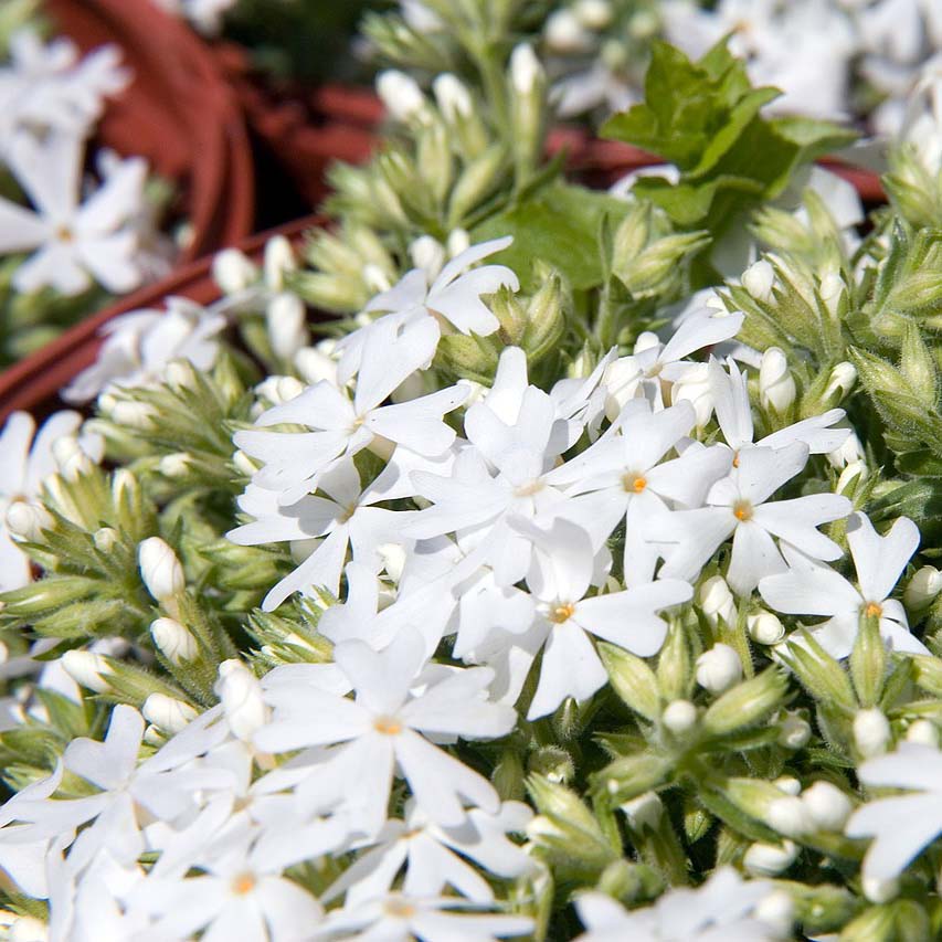 Snowflake Creeping Phlox