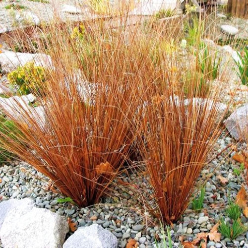 Leatherleaf Sedge 'Firefox'