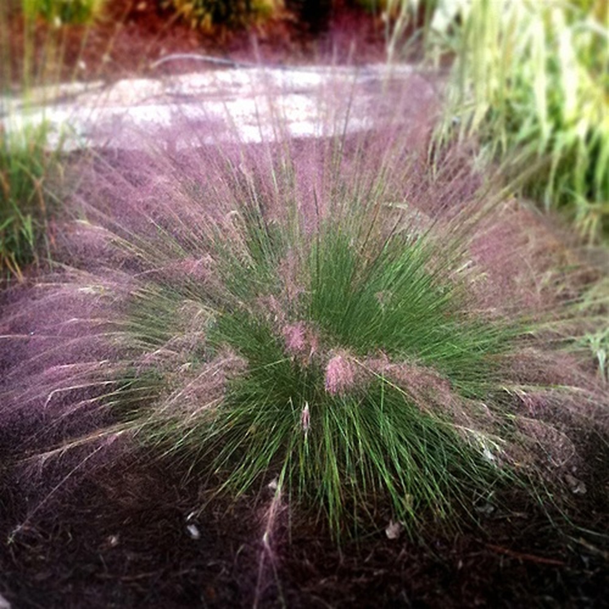 Fast Forward Muhly Grass
