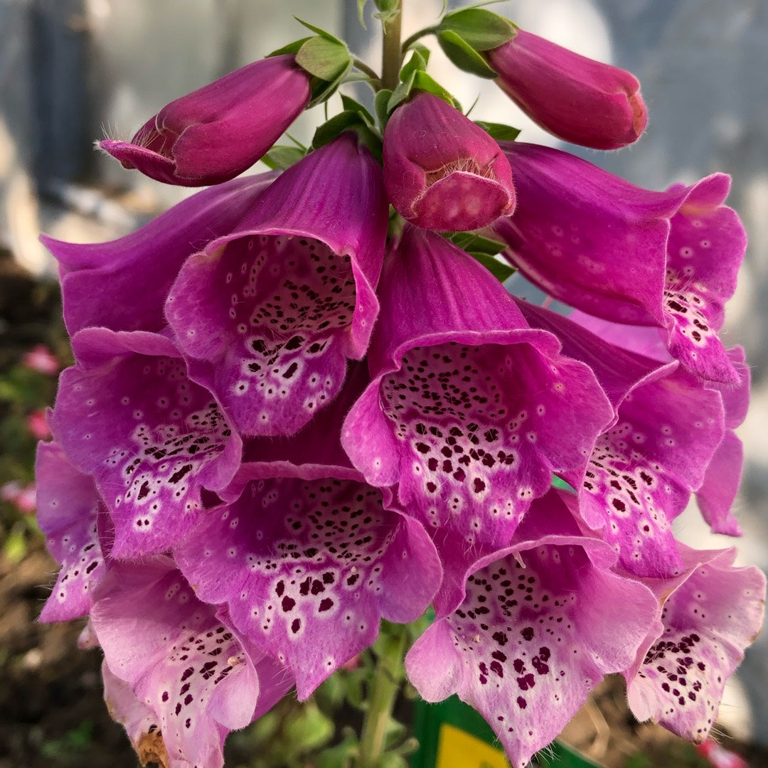 Foxglove 'Dalmatian Purple'