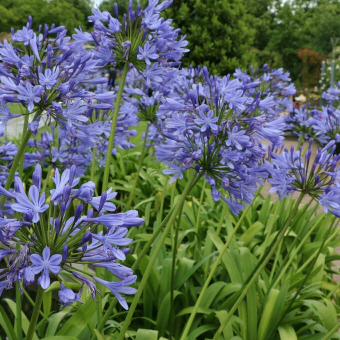 African Blue Lily - The Greenhouse