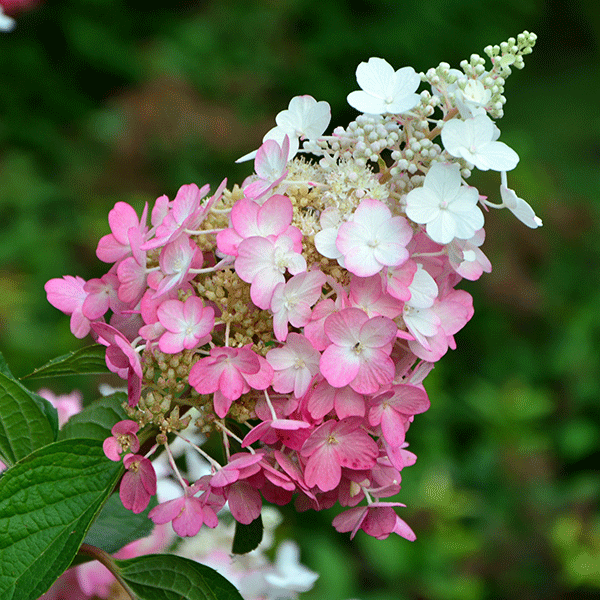 Pinky Winky® Hardy Hydrangea