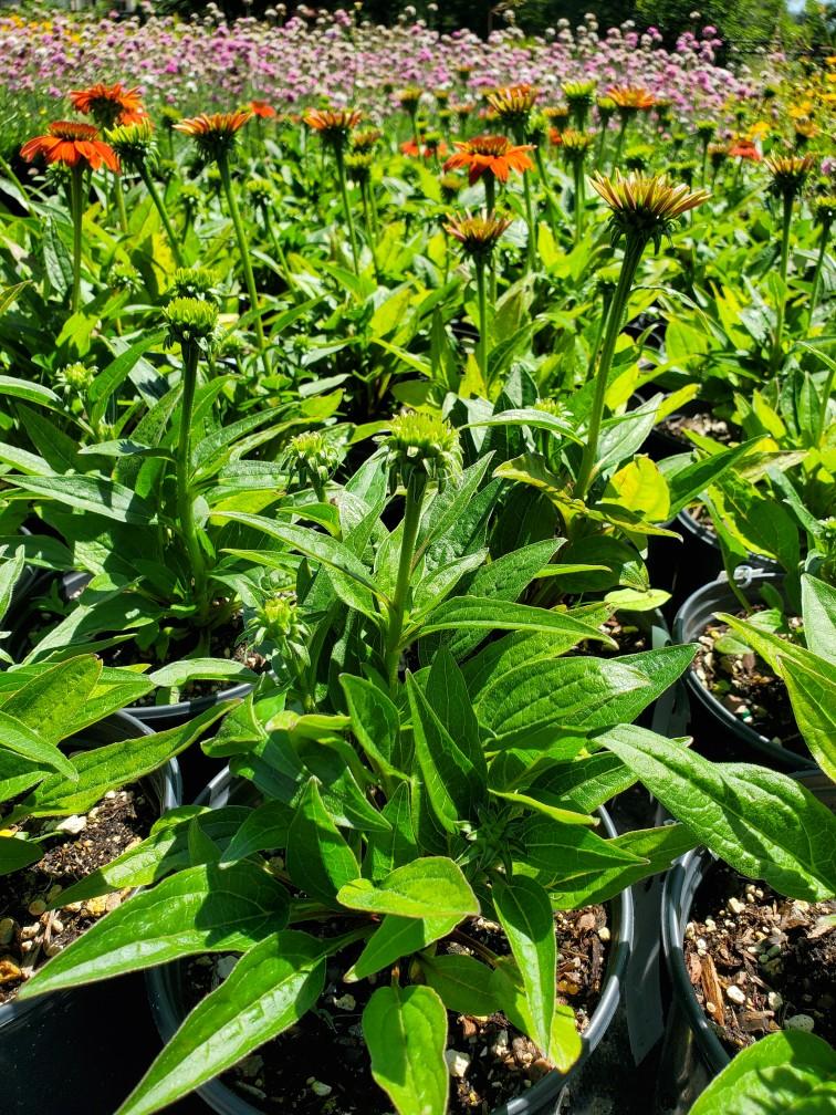 Sombrero® Hot Coral Echinacea