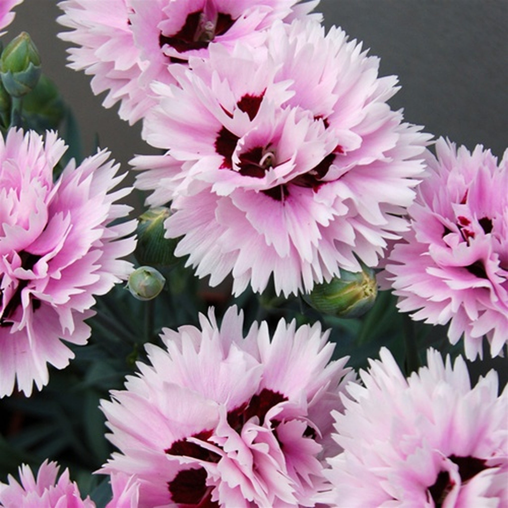 Dianthus Early Bird Fizzy