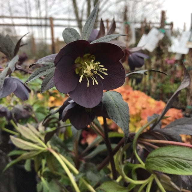 Helleborus Honeymoon® 'New York Night'