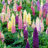 Lupine Popsicle Mix