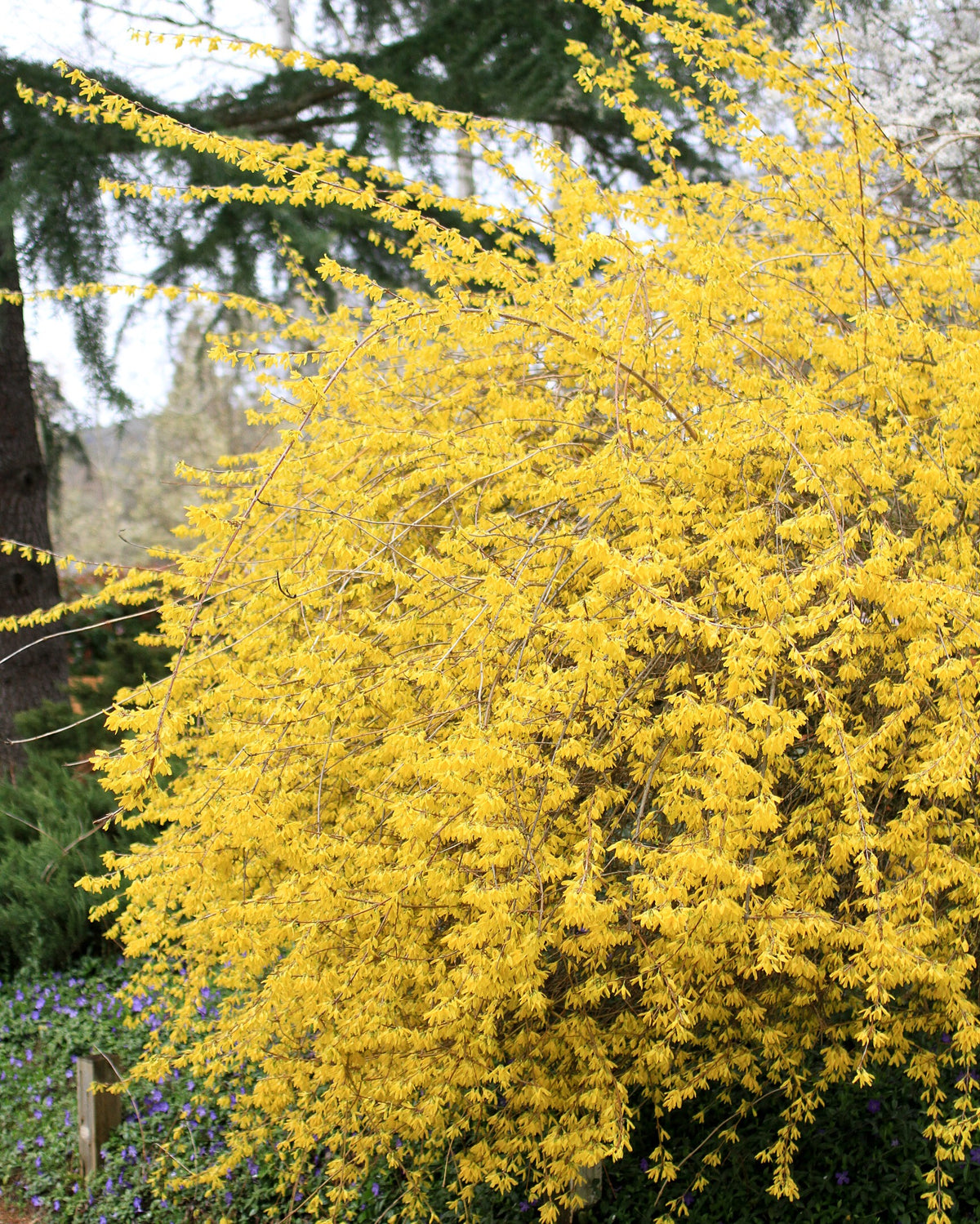 Northern Gold Forsythia