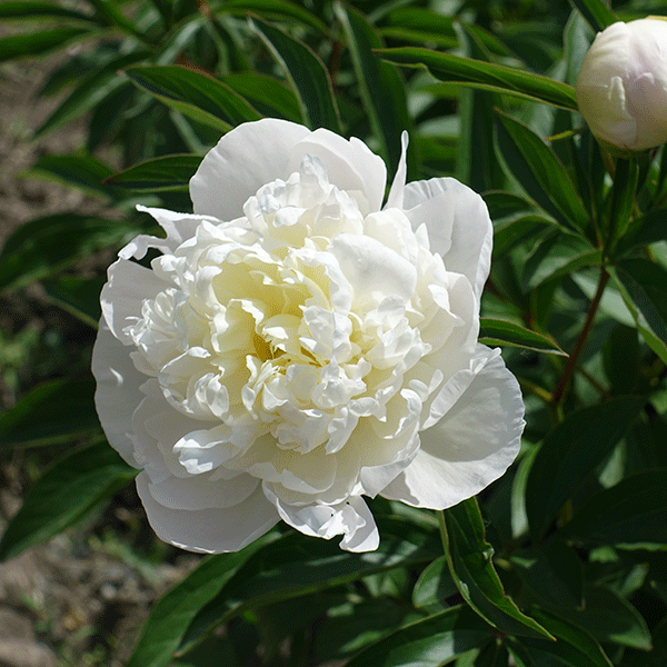 Peony 'Duchesse de Nemours'