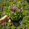 Verbena ‘Perfecta’