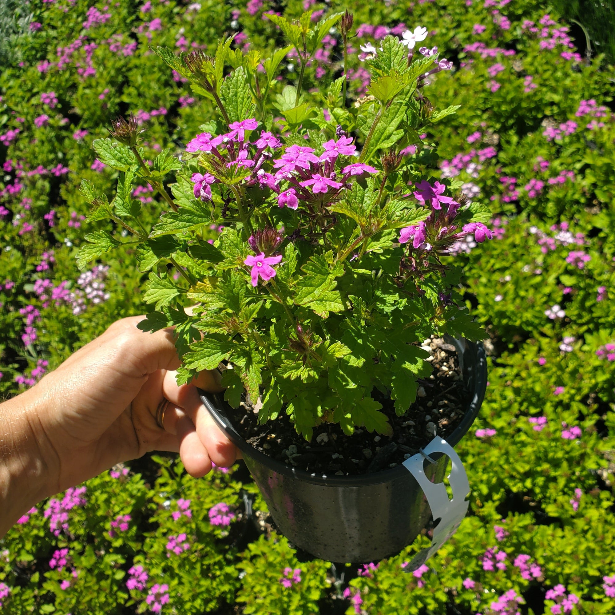 Verbena ‘Perfecta’ - The Greenhouse