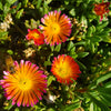 Ocean Sunset ‘Orange Glow’ Ice Plant