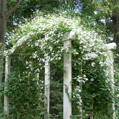 Clematis Sweet Autumn