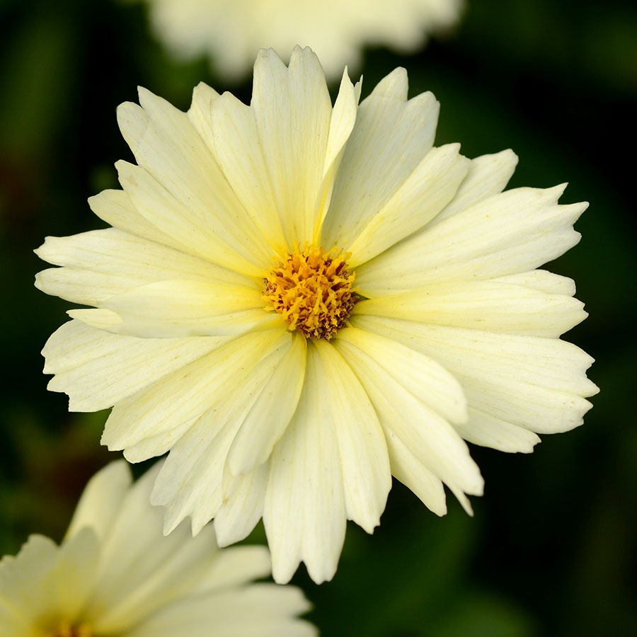 Coreopsis UpTick™ Cream