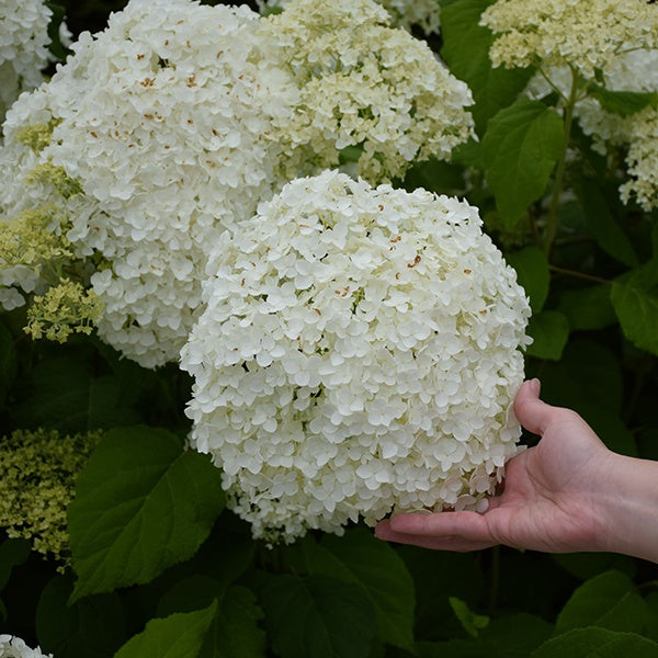 Incrediball® Smooth Hydrangea