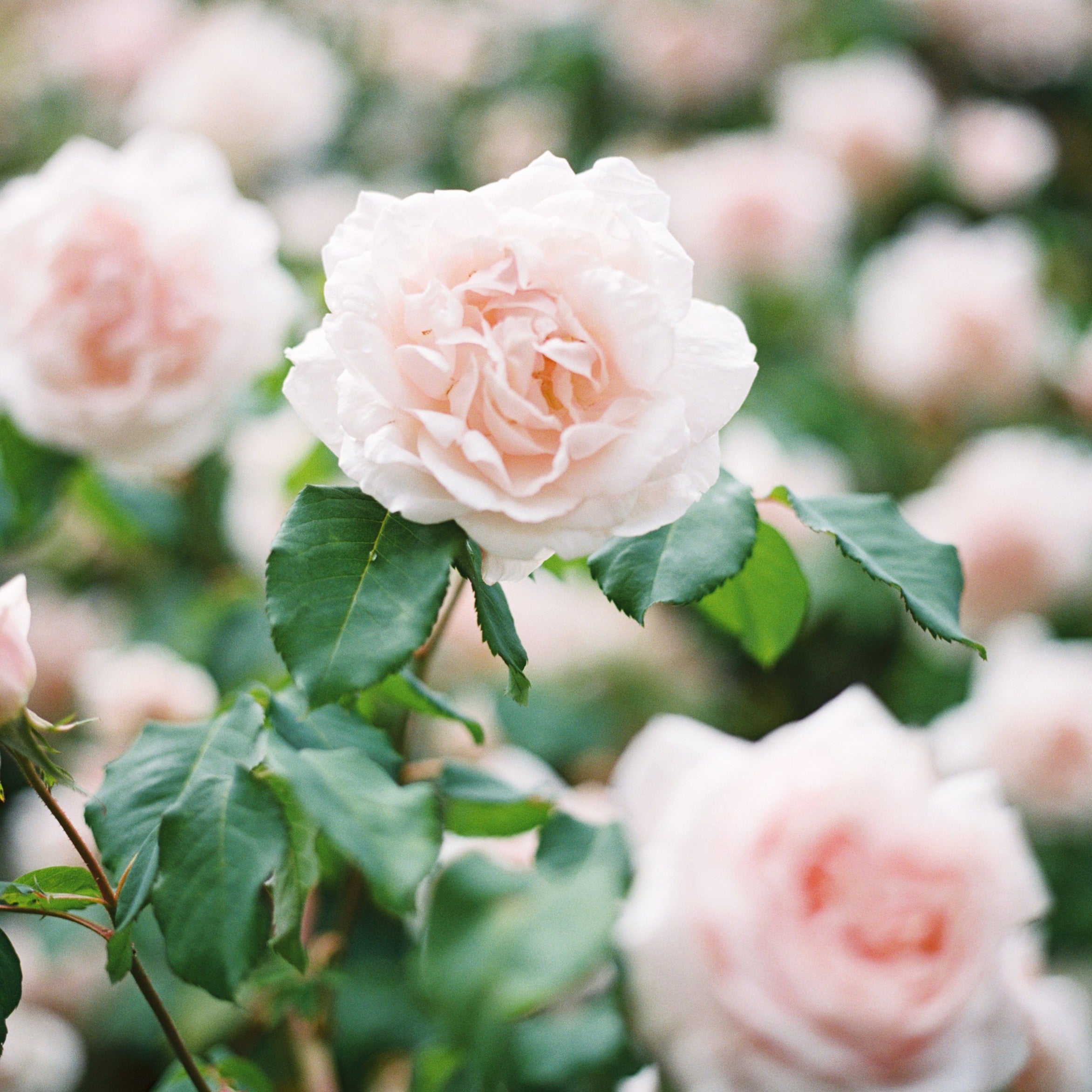 New Dawn Climbing Rose