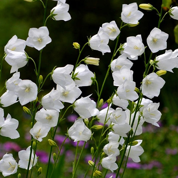 Peachleaf Bellflower 'Takion White'